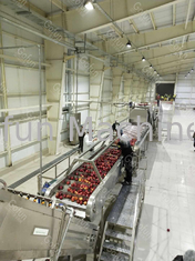 Línea de procesamiento de manzana Ss304 Máquina automática para hacer jugo de frutas 380V
