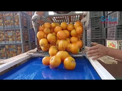 ¿Cómo se procesan los tomates en jugo NFC?