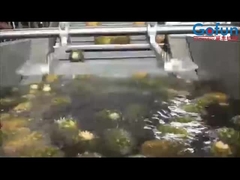 Línea de procesamiento de piña de alta productividad para el concentrado de jugo y más