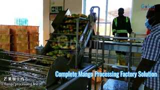 Línea completa de procesamiento de mango Solución de fábrica llave en mano